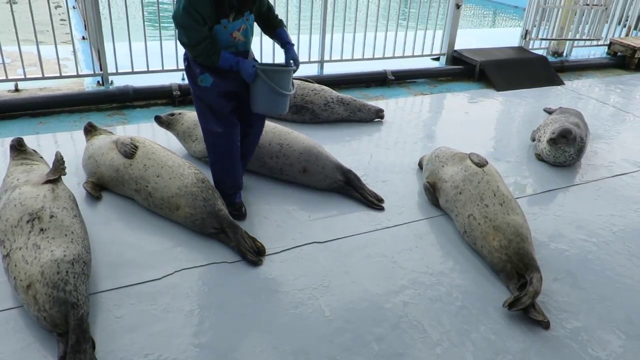 オホーツクとっかりセンター ごまちゃんランド 北海道紋別市 02 Youtube