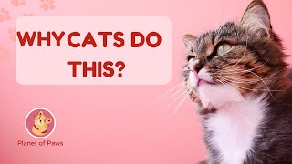 Strange Cat Behavior Finally Explained 😼