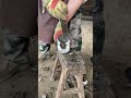Master trims donkey's hoof effortlessly, very relieving to watch.