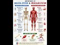 🔥How Bones & Muscles Work Together? | Human Body Explained in 60 Seconds 🤯💪🦴SSC,JKSSB,UPSC,FAA,JKPSI
