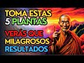 5 plantas milagrosas para curar enfermedades y aumentar tu salud  sabidura zen