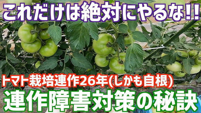 トマト自根連作26年 長ねぎ連作40年 連作障害と線虫対策の秘訣教えます Youtube トマト自根連作26年 長ねぎ連作40年 連作障害と線虫対策の秘訣教えます Youtube
