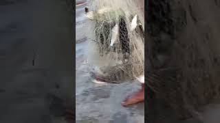 rekor ,,,jala ikan di bawah pintu air dapat banyak ikan