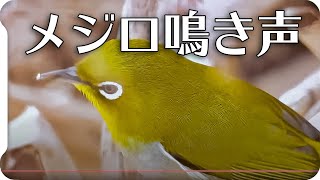 【鳥の鳴き声】 【鳥の鳴き声動画】メジロver02（さえずりと地鳴き） 【wild birds sounds】