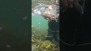 Микижа уходит под воду! 🔥 #камчатка #рыбалка #nature #нахлыст