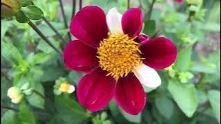 The 2022 Harvesting History Dahlia Collection - Part VI - The Exotics: The Specialty Dahlias