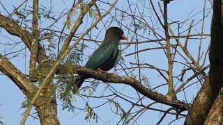 Dollarbird