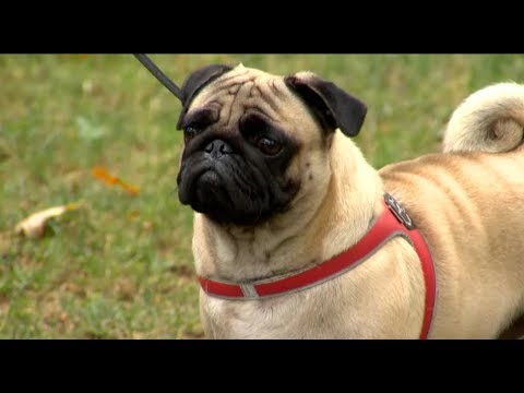 Video: Mopsis Suņu šķirne Hipoalerģiska, Veselība Un Dzīves Ilgums