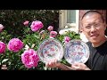 家里牡丹，芍药，与中国瓷器，国外拍卖行——vlog 26