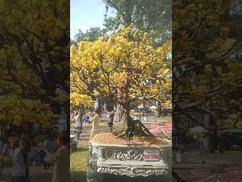 Tiếp tục ngắm mai các bạn ơi.