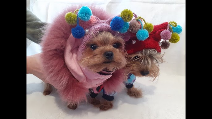 Смешной костюм для собаки на Новый год своими руками