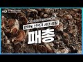 [KMI-KBS 해양아카데미] ➀ 한반도 신석기 시대 생활 모습, &#39;패총&#39; | KBS 방송