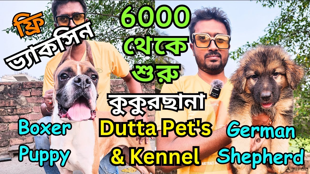 Best Dog Kennel in Kolkata । Home Breed Puppies Sell । Dog Market in Kolkata YouTube