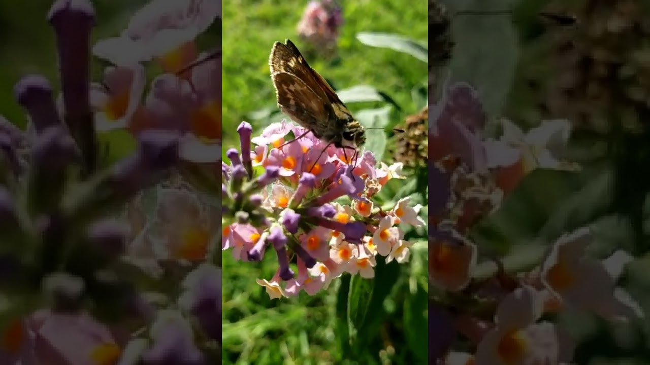 Multicolor butterfly bush: Up close Butterfly collecting nectar.Very beautiful plant