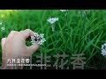 九月韭花香——自制韭花咸菜 Salted Garlic Chive Flowers（从菜园到饭桌）