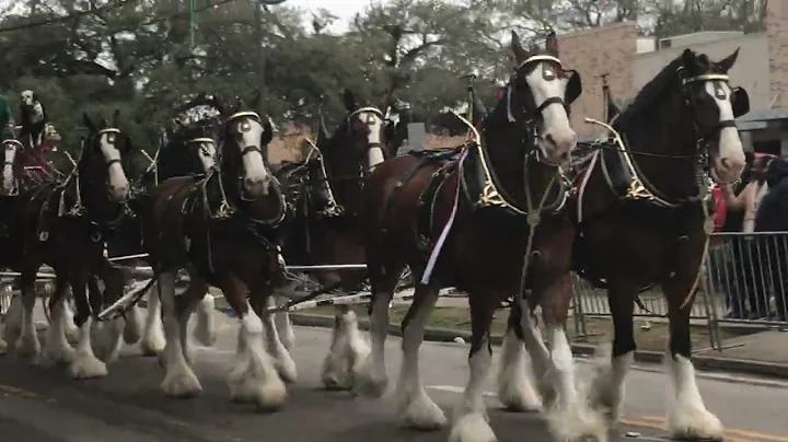 Mardi Gras 2022 #2 Budweiser Clydesdales