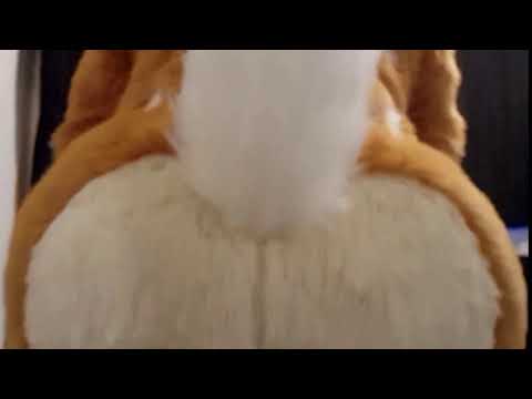 Twerking my furry booty 🙏 OwO