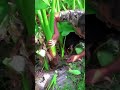 Lets check out the taro field  satisfying short