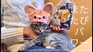 猫が人生で初めてマタタビを試した結果... Cat Tries Catnip First Time This is What Happen... by さくらちゃんメモリー Sakura Chan Memory 260 views 1 year ago 2 minutes, 37 seconds