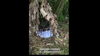 OGENDA OGENDA JAJJA WEROWOOZE