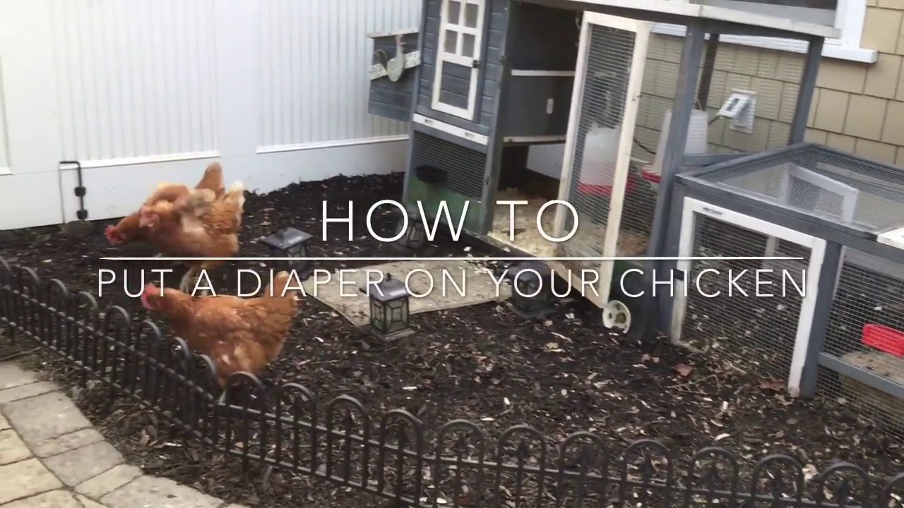 How to Put a Diaper on your Chicken YouTube