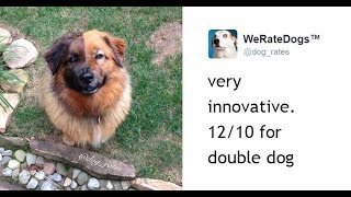 This Twitter Account Rates Dogs And It’s Hilarious!!