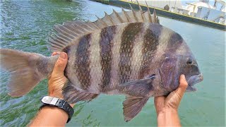 ZERO TO HERO  Mid June Sheepshead Fishing, Morehead City NC