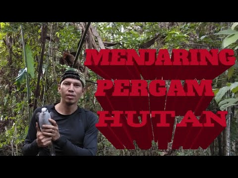 Cara mudah berburu pergam hutan