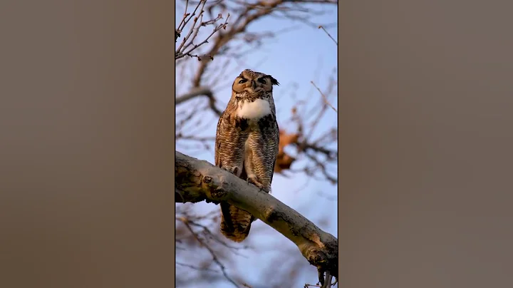 Great Horned Owl hooting - DayDayNews