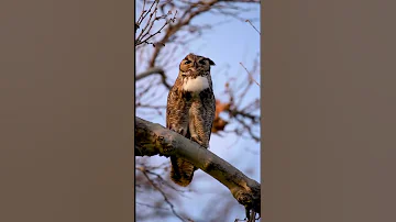 Great Horned Owl hooting