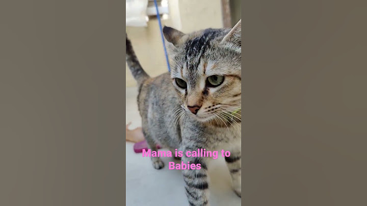 Mom Cat calling to Kittens