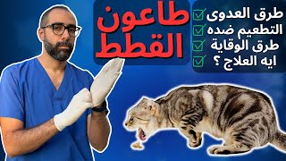 طاعون القطط : مرض القطط المميت | كيف تنقذ قطتك من بارفو القطط