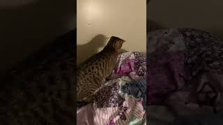 Funny cat. #subscribe #funny #viral #trending #shortvideo