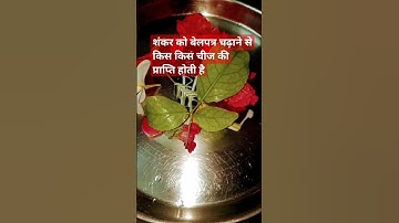 शंकर को बेलपत्र चढ़ाने से किस किस चीज की प्राप्ति होती है#short#trending#video#