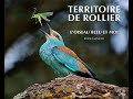 Ref:QC0engZXNWM Livre territoire de rollier -  le rollier d'europe -  coracias garrulus  - jrme guillaumot