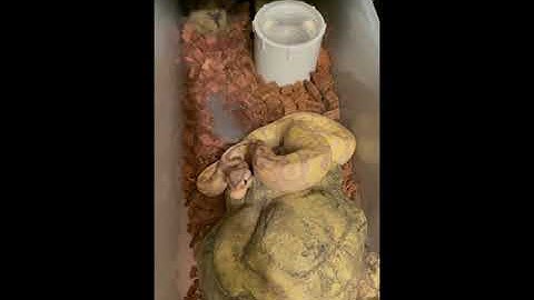 Pastel Banana Asphalt Ball Python