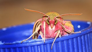 MY NEW FLUFFY PET JUST HATCHED *EMOTIONAL* | Elephant Hawk Moth