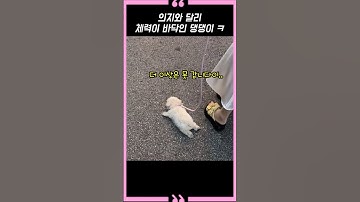 의지와는 달리 체력이 바닥인 댕댕이 ㅋ