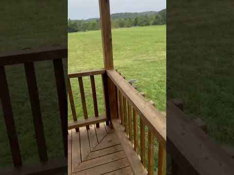 Starlink off the Porch! 📡🐓
