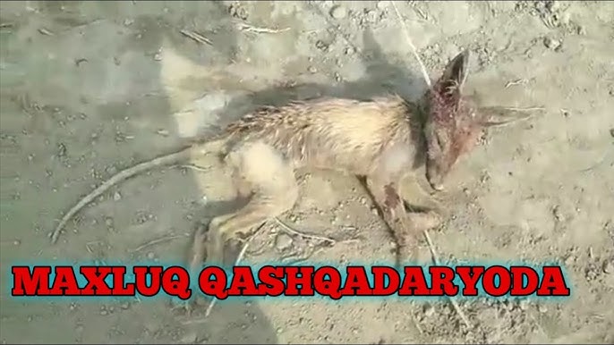 Rahbar bilan jinsiy aloqa