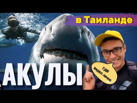 АКУЛЫ НА ПХУКЕТЕ и в ПАТТАЙЕ | НАПАДЕНИЯ АКУЛ В ТАЙЛАНДЕ | ПХУКЕТ СЕЙЧАС | ПАТТАЙЯ СЕЙЧАС | ТАЙЛАНД