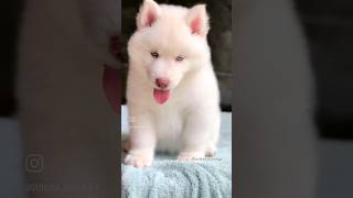Albino Siberian Husky Puppy Blue Eyes Husky Pup Best Quality Huskies In Bangalore India
