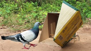 Best Active Bird Trap - Creative Unique Pigeon Trap Using Cardboard Box And Woods