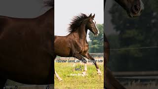 Horse Quotes #horse, #horses, #horselover, #horselovers