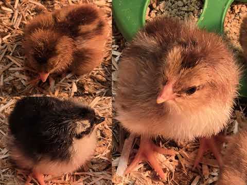 YouTube thumbnail for From Egg to Chick in 59 Seconds