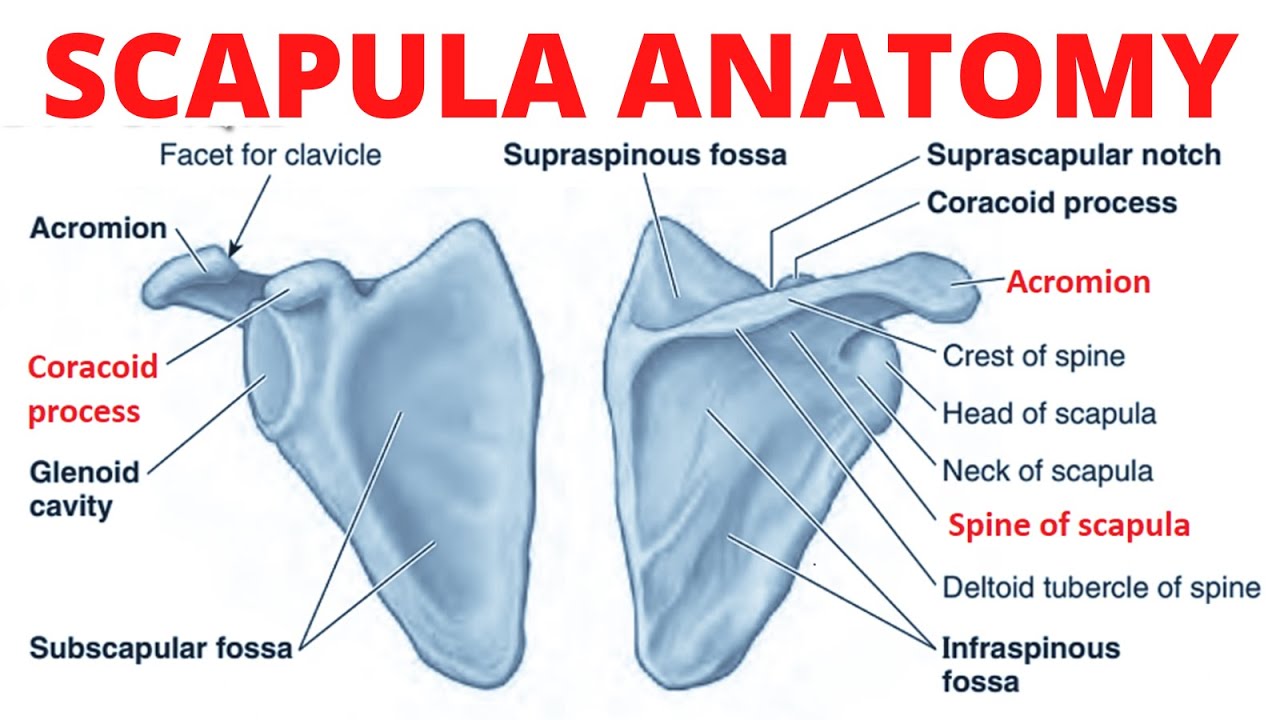 Scapula Anatomy 