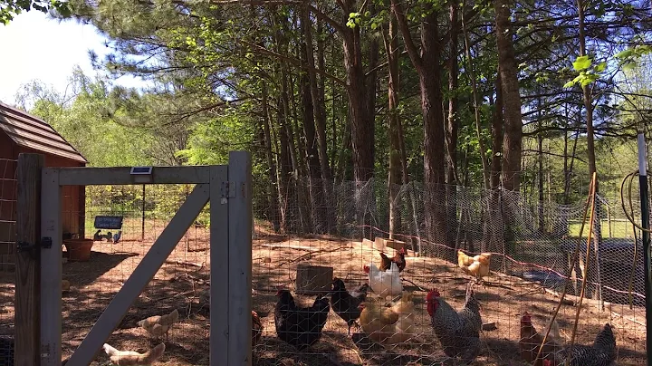 Backyard farm chickens - hens and rooster