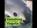 Vanishing Vaquita