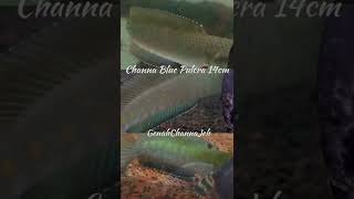 Channa Blue Pulcra 14Cm