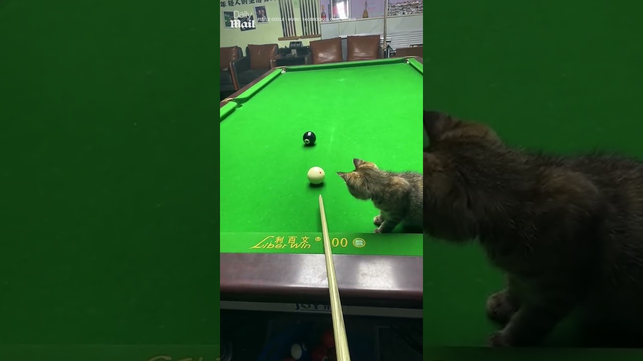 Kitten hiding in pocket of pool table